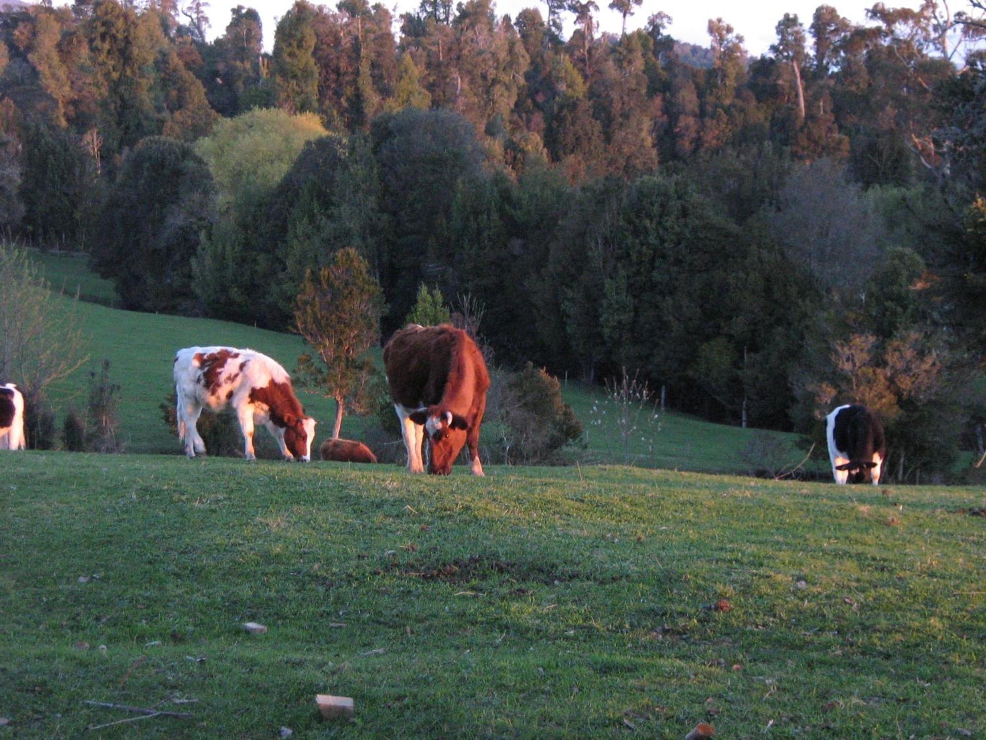 Lodge El Taique Puyehue Buitenkant foto
